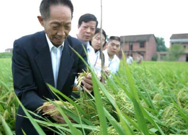 袁隆平超級(jí)雜交水稻畝產(chǎn)1149.02公斤，破世界紀(jì)錄！